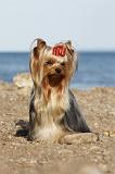 YORKSHIRE TERRIER 330